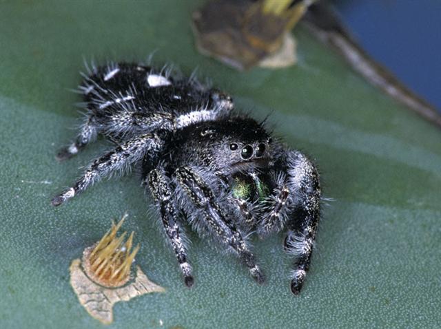 Jumping Spider