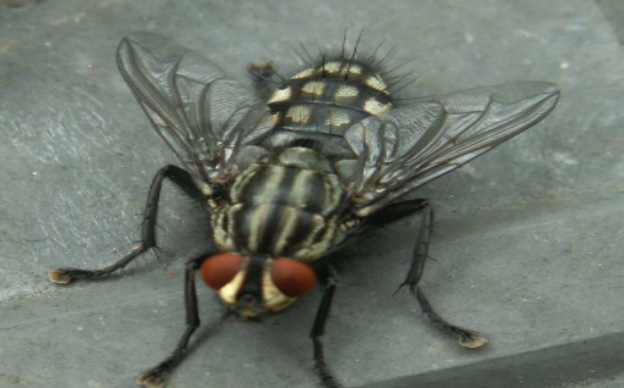Flesh Fly