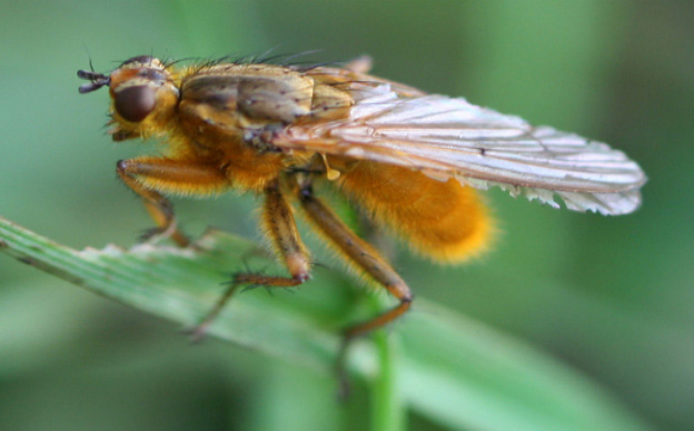 Yellow Dung Fly