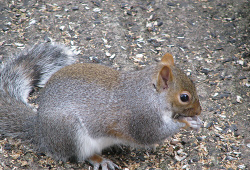 Grey Squirrel