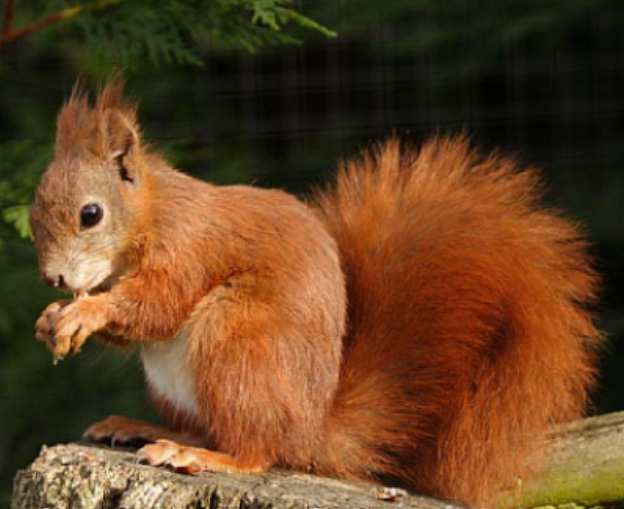 Red Squirrel