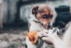 Paws from pets
