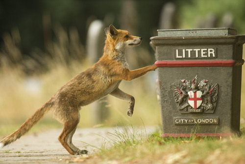 City Fox