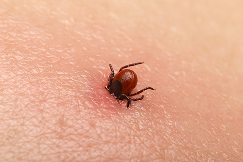 Pest Control in London
