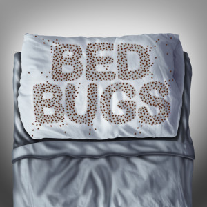 Bed Bug Control