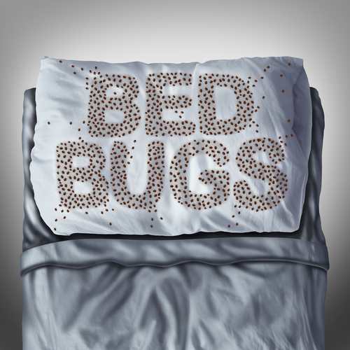 Bed Bug Control