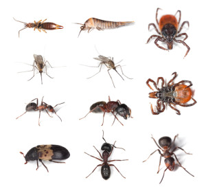 vermin pest control
