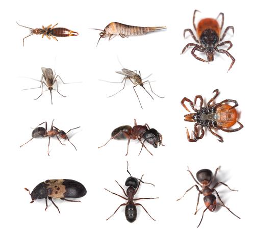 vermin pest control