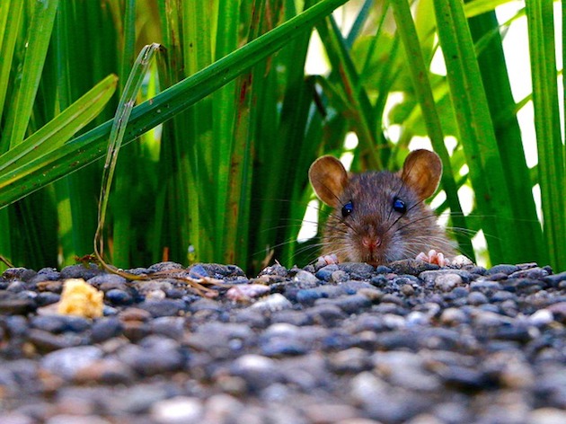 signs of rats in garden