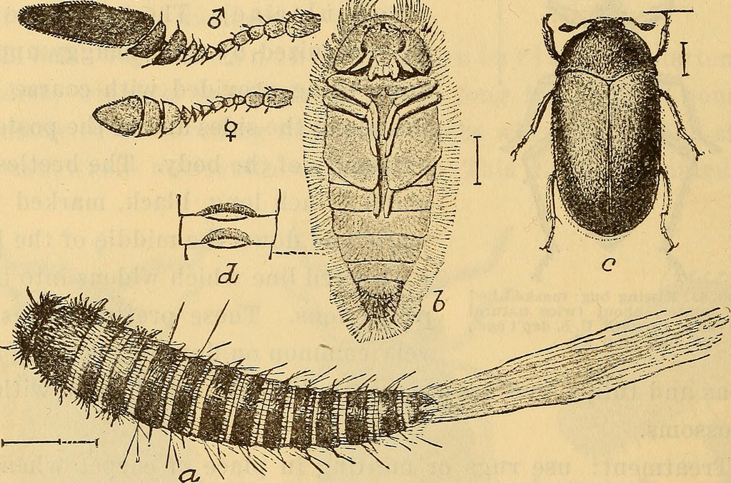 silverfish treatment specialist