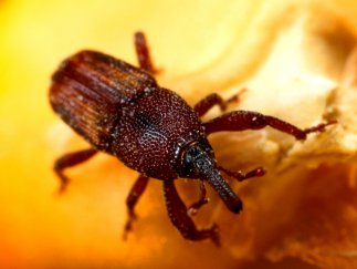 Grain Weevil