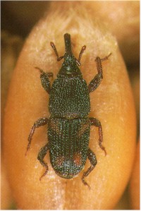 Rice Weevil