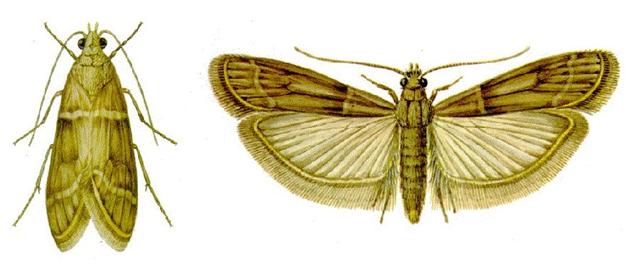 Tropical Warehouse Moth