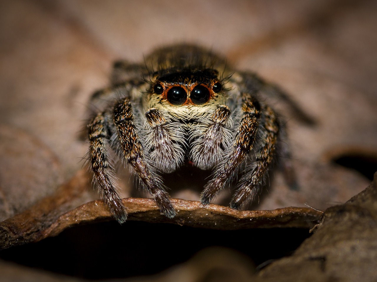 10 Things You Didn’t Know About Spiders