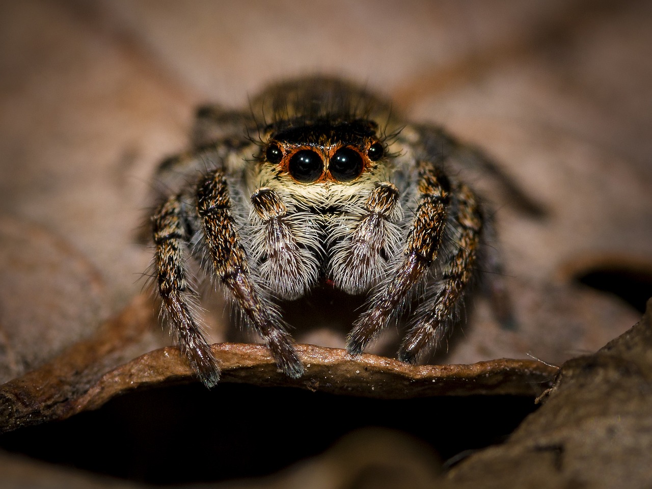 spider sitting in a london house