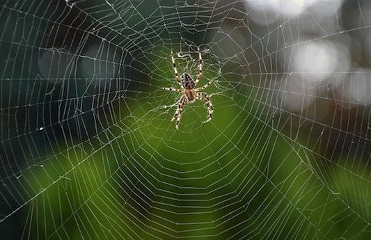 spider and other bugs in christmas trees