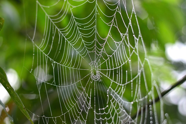 spiders web