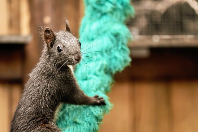 squirrel climbing in loft