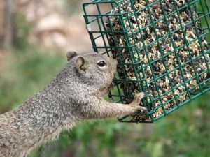 squirrel damage to homes