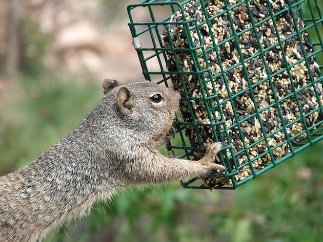 Squirrel Damage To Homes: What Can Happen?