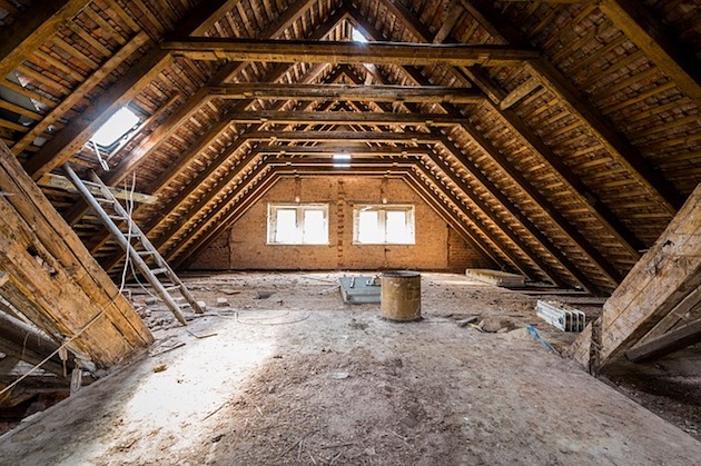 squirrels in the loft attic