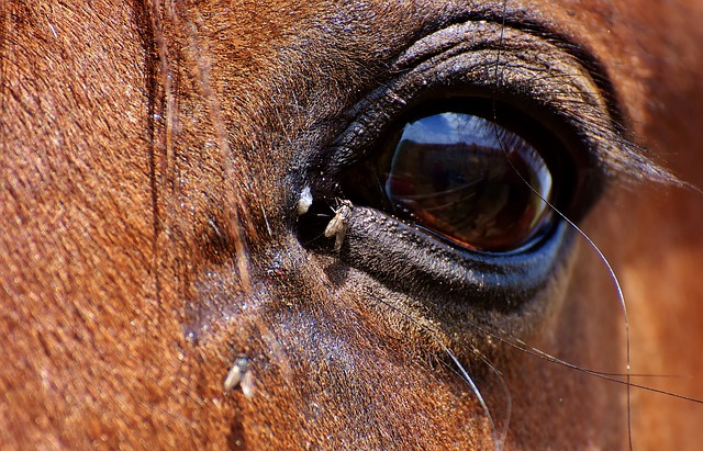 uk horse with stable fly