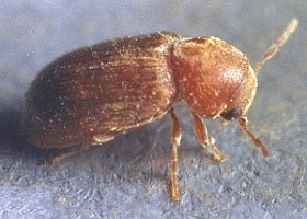 Biscuit Beetle