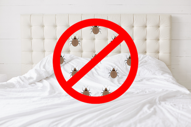 What Causes Bed Bugs To Get In Your Home?