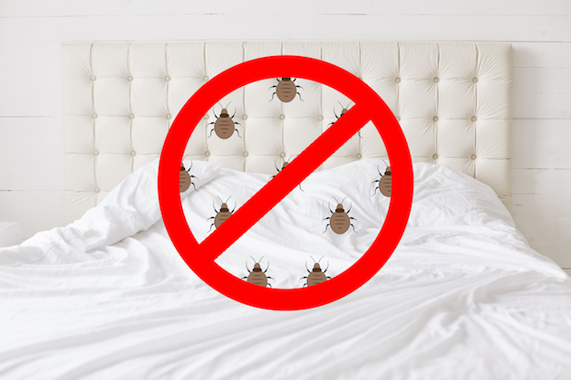 stop bed bugs image