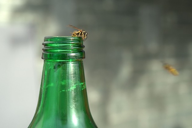 sugar seeking wasp on bottle