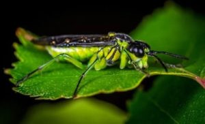 summer pest control Tips