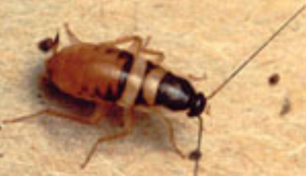 Brown Banded Cockroach