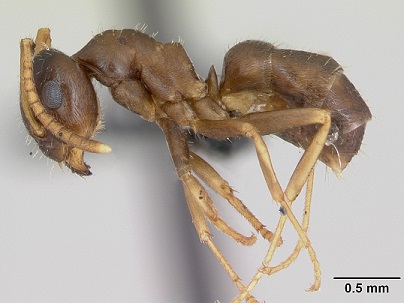 asian ant