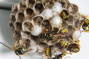 wasp control in winter