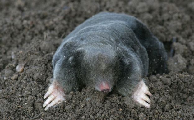 Common Mole