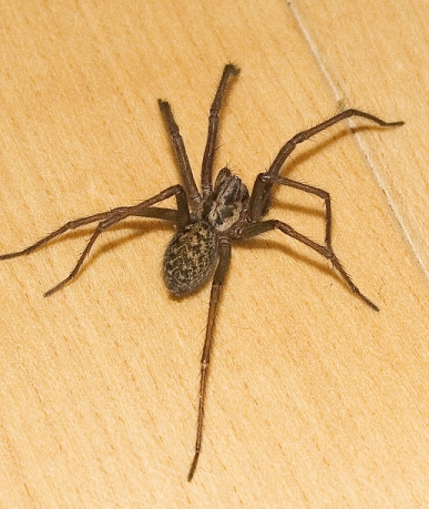 Common House Spider