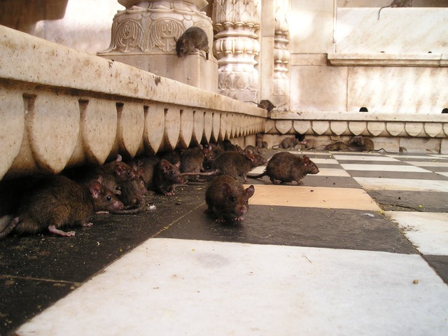 temple rats in india