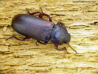 Mealworm Beetle