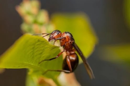 termite inspection