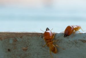 termite vs ants