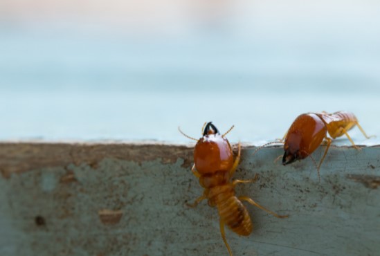 termite vs ants