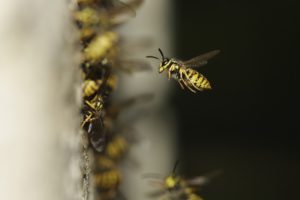 wasps nest in a London garden