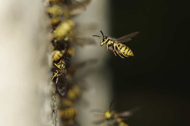 wasps nest in a London garden
