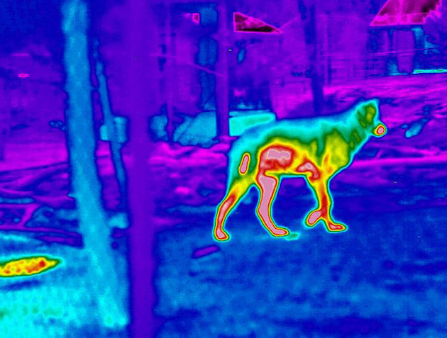 thermal imaging to detect pests