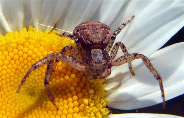 Crab Spider