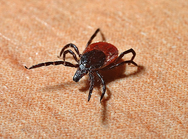 tick image