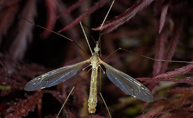 Crane Fly