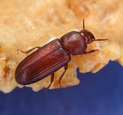 Red Rust Flour Beetle