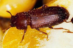 Confused Flour Beetle