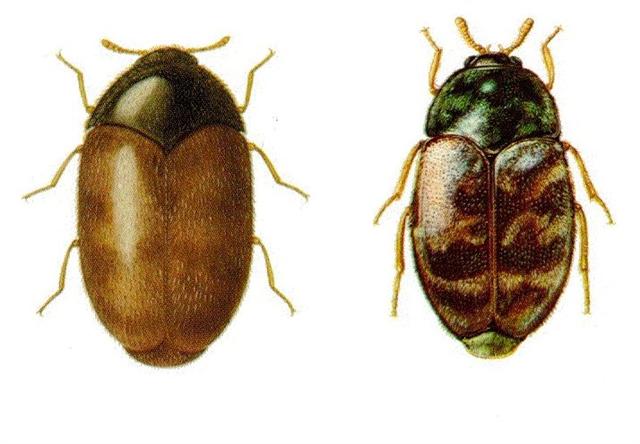 Khapra Beetle